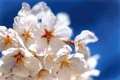 壁纸 花 桌面 480_320 gif 动态图 动图