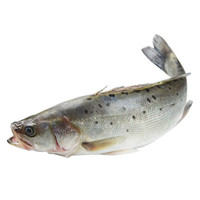 Gfresh 东海海鲈鱼 600g 1条 海鲜水产 *3件