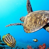 当地玩乐：出海浮潜，近距离看大海龟 菲律宾薄荷岛跳岛游（处女岛+巴里卡萨岛+教堂岛+海豚湾）