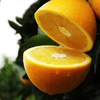 赣南脐橙特大果95#以上新鲜水果橙子香甜多汁孕妇水果(特大果10斤)
