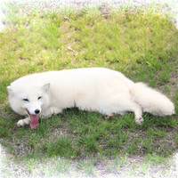宠物活体 宠物白狐 七个月左右
