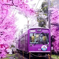 当地参团：樱花季限定！日本大阪-京都+奈良1日游