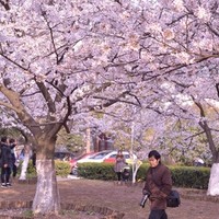 自由行：武大樱花走起！全国多地-湖北武汉4天3晚（直飞往返，宿市区酒店）