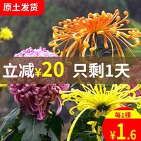 9元6棵菊花苗盆栽秋菊 四季开花室内花卉植物 室外庭院多年生大花