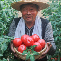 普罗旺斯 西红柿新鲜水果 5斤