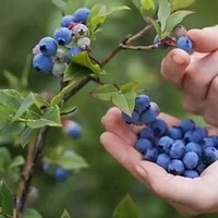 上海蓝莓文化体验园 蓝莓文化节 可选野趣采摘/滑草大赛/田园烧烤