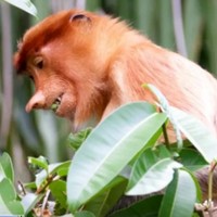 当地玩乐：邂逅长鼻猴！马来西亚古晋峇哥国家公园一日游