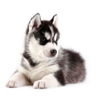 宠物活体：哈士奇幼犬活体 纯种 中型犬 二哈雪橇犬 双蓝眼 金毛犬活体幼犬幼崽 血统级 大型犬