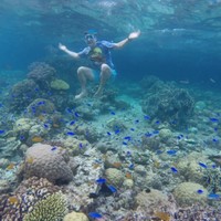 当地玩乐、值友专享：与海龟同游，感受沙丁鱼风暴！菲律宾宿务-墨宝+佩斯卡多尔岛浮潜一日游