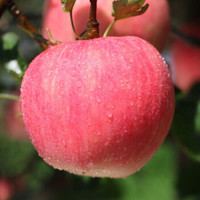 新鲜水果非洛川的苹果75mm以上中大平安果 6-12枚中大果（净果约5斤装）