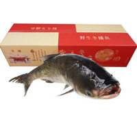 猫二郎 查干湖冬捕胖头鱼礼盒装 7-8斤