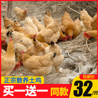 土鸡新鲜农家散养三黄鸡白切鸡炸鸡生鲜母鸡整只活体现杀童子鸡