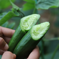 黄瓜新鲜小黄瓜荷兰蔬菜孕妇儿童安全水果农家生吃无刺5斤小青瓜