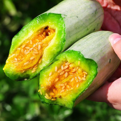 博洋61号羊角蜜甜瓜 网红小甜瓜脆瓜羊角脆香瓜 5斤装