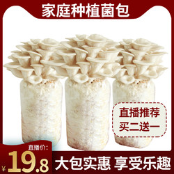 活动买二送一食用菌秀珍菇大菌包新鲜菌菇蘑菇家庭种植儿童diy