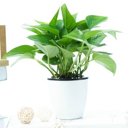 品盛 绿萝 绿植盆栽 (带吸水盆)