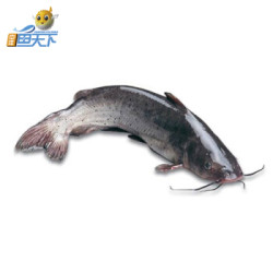 中洋鱼天下 冷冻三去鮰鱼/清江鱼(去鳞去鳃去内脏) 400-550g 1条 *10