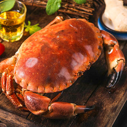 面包蟹熟冻超大珍宝蟹即食螃蟹新鲜熟冻海鲜水产黄金