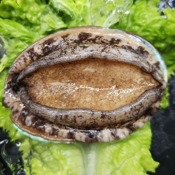 致鱼生鲜鲜活大鲍鱼910头500g箱