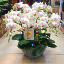 花无痕蝴蝶兰花苗欢笑