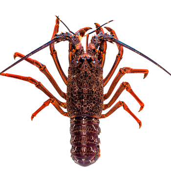 Gfresh新西兰“野生传奇”岩龙虾 500-550g