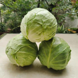 鲜贵云南新鲜绿甘蓝10斤农家自种现摘现发卷心菜包菜莲花白蔬菜