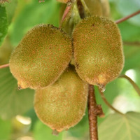 果真了得 绿心猕猴桃 单果80g以上 2.5kg