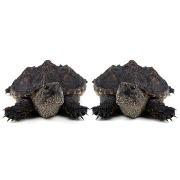 乌龟活体  宠物观赏龟 北美小鳄龟活体 外塘养殖水族活体 水龟苗 8-10cm两只