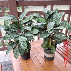 室内植物盆栽 飞羽竹芋 20-30cm