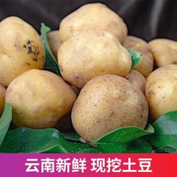 水果蔬菜云南特产高山现挖小土豆10斤装
