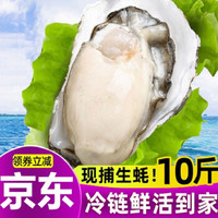 生蚝生蚝海蛎 鲜活牡蛎 新鲜海蛎子刺身生蚝 6-7个/斤带生蚝刀具 10斤