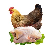 对面小城 PLUS会员价：农家散养清远鸡 约1000g只