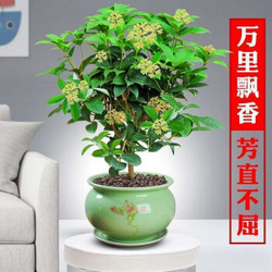 桂花盆栽植物浓香型室内客厅四季开花沉香桂2年苗