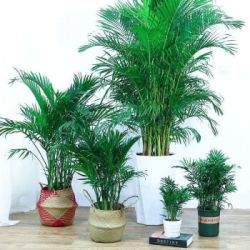 散尾葵凤尾竹盆栽室内客厅吸甲醛植物四季长青好养活大型绿植2 不含盆