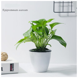 办公室盆栽_茵琦纱 水培绿植经典绿萝 带盆 6.9元多少