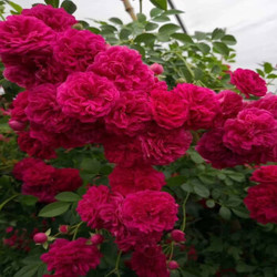 花香盈袖木香花树苗甜蜜红木香90110厘米高
