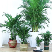 SIBAOLU 斯宝路 散尾葵凤尾竹盆栽 不含盆15-20cm高