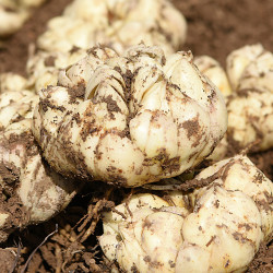 鲜百合新鲜白合食用百荷2020卷丹蔬菜湿湖北恩施土特产大果大