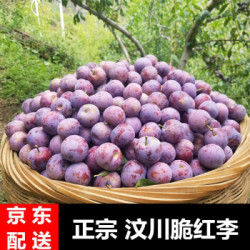 四川阿坝汶川脆红李脆红李485斤装