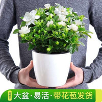 栀子花盆栽室内花卉绿 大盆栀子花+吸水盆栽好