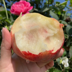 新鲜桃金秋红蜜桃 约2.5kg装
