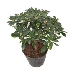 虔生缘(chansunrun)金边瑞香耐寒花卉观花植物室内带花浓香型观花盆栽