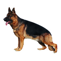 宠爱天下 csv德德犬舍德国牧羊犬 公 黑黄色