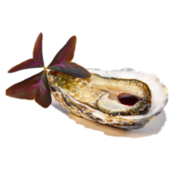 Oysters爱尔兰木桐湾WBS进口生蚝即食 鲜活牡蛎