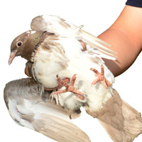 淘穗 新鲜乳鸽杀后约1000g 农家土鸽子肉活体现杀顺丰发货 *2件