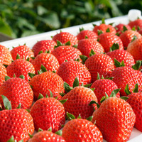 京东PLUS会员：京东PLUS会员、限地区： 牛小花 丹东99草莓 3斤装（净重2.8斤） +凑单品