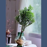 带根水培植物高续航马醉木日本进口罗汉松办公室桌面水养绿植盆栽