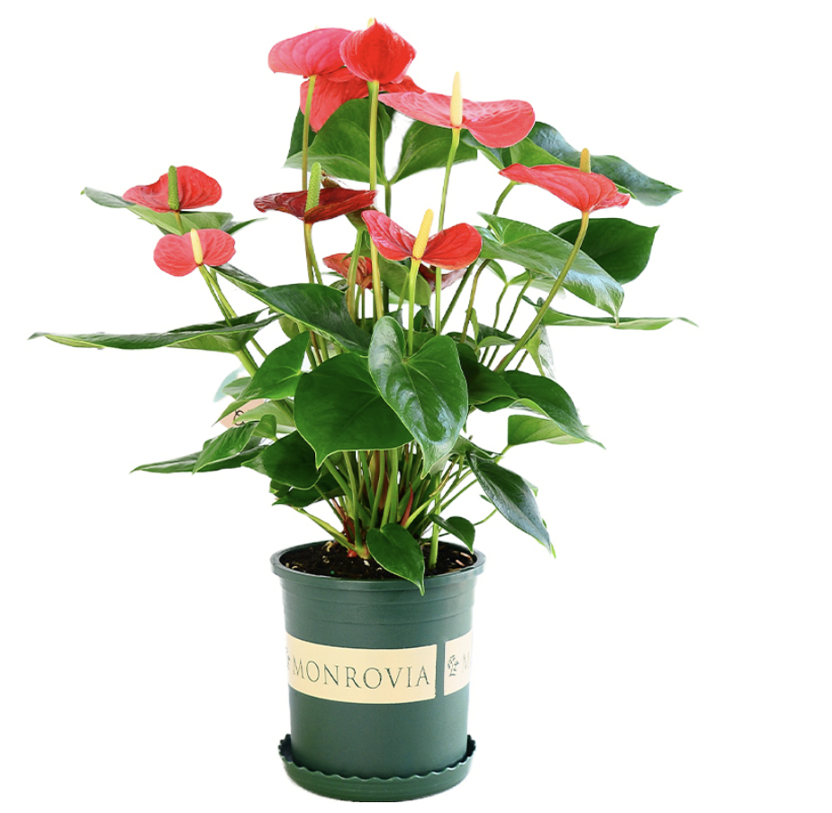 诗樱 红掌盆栽 带花苞