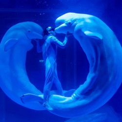 上海海昌海洋公园平日年卡