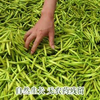 秦油禾 农家自产黄花菜金针菜萱草新鲜蔬菜现摘非干黄花菜